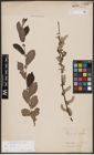 Foto von Salix aurita L.
